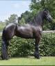 Merrie Fries Te koop 2016 Zwart