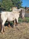 Hengst Shetland Te koop 2024 Vos