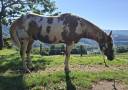 Ruin Paint Horse Te koop 2019 Overo ,  News imprint