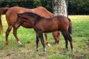 Veulen (ml) Franse rijpony PFS Te koop 2025 Bruin / Bai ,  A FLY STAR DES HOUX