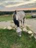 Ruin Ras onbekend Te koop 2016 Schimmel