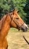 Merrie Franse rijpony PFS Te koop 2022 Vos