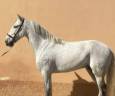 Ruin PRE Puur Ras Spaans Te koop 2015 Schimmel