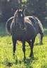 Merrie Paint Horse Te koop 2015 Zwart