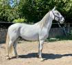 Ruin Lipizzan Te koop 2019 Schimmel