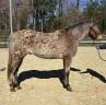 Ruin Appaloosa Te koop 2016 Bruin / Bai