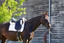Ruin KWPN Nederlands sportpaard Te koop 2018 Bruin / Bai
