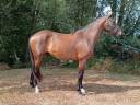 Ruin Selle Français Te koop 2022 Donker bruin / bai ,  COULEUR LATOUR