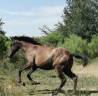 Veulen (vr) Lusitano Te koop 2024 Zwart