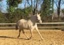 Draagmerrie Lusitano Te koop 2009 Crème ,  Verdi Sc