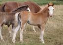 Veulen (ml) Welsh Pony (Section A) Te koop 2025 Koffie vos ,  IZ PERFECT DU KRYSTAL