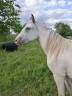 Veulen (vr) Appaloosa Te koop 2023 Overige kleuren ,  Makee Cream Illusion