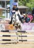 Ruin Andere pony rassen Te koop 2012 Schimmel