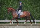 Brave 13 jarige merrie