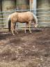 Ruin Quarter Horse Te koop 2021 Palomino ,  Hh another hanka