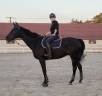 Ruin Volbloed Te koop 2014 Bruin / Bai