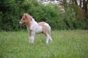 Veulen (ml) Shetland Te koop 2025 Bont ,  JACKPOT BRYARD