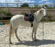 Merrie PRE Puur Ras Spaans Te koop 2014 Schimmel ,  Reganon LP