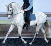 Hengst PRE Puur Ras Spaans Te koop 2014 Schimmel ,  REGANON-LP