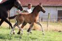 Veulen (ml) KWPN Nederlands sportpaard Te koop 2025 Donker bruin / bai ,  EMILIANO