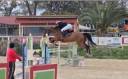 Merrie KWPN Nederlands sportpaard Te koop 2011 Bruin / Bai ,  CANTURANO