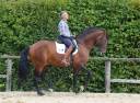 Ruin Lusitano Te koop 2015 Donker bruin / bai ,  Damasco