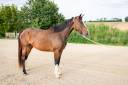 Draagmerrie Zangersheide Te koop 2020 Donker bruin / bai ,  QLASSIC BOIS MARGOT