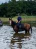 Te koop brave 15 jarige d pony davinci