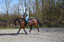 Merrie Belgisch halfbloed Te koop 2014 Donker bruin / bai