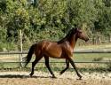 Hengst Lusitano Te koop 2022 Donker bruin / bai ,  Berlioz du Castel