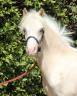 Veulen (ml) Welsh Pony (Section A) Te koop 2024 Palomino ,  CANNENBURGH'S JAAP