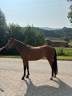 Merrie Welsh Partbred Te koop 2022 Donker bruin / bai ,  No Records.