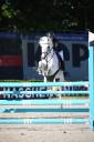Merrie Franse rijpony PFS Te koop 2012 Schimmel ,  PEPS DOMAIN