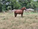 Ruin Franse rijpony PFS Te koop 2023 Vos ,  Jingle star kerveyer