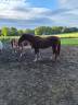 Ruin Volbloed Te koop 2023 Vos ,  EMERALD