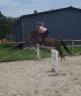Ruin Franse rijpony PFS Te leen 2017 Koffie vos