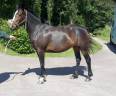 Merrie Franse rijpony PFS Te koop 2022 Donker bruin / bai ,   OPPLALA ST HYMER