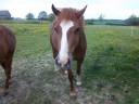 Merrie Welsh Pony (Section C) Te koop 2012 Koffie vos