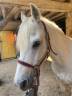 Ruin Welsh Pony (Section C) Half pension 2008 Schimmel