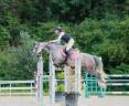 Merrie Andere paarden rassen Te koop 2016 Schimmel