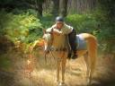 Ruin Haflinger Te koop 2022 Palomino