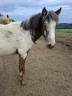 Veulen (vr) Appaloosa Te koop 2025 Isabel ,  Makee Cream Illusion