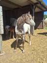 Veulen (vr) Appaloosa Te koop 2025 Isabel ,  Makee Cream Illusion