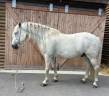 Ruin Camargue Te koop 2014 Schimmel
