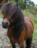 Ruin Shetland Te koop 2016 Donker bruin / bai