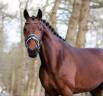 Merrie KWPN Nederlands sportpaard Te koop 2016 Donker bruin / bai ,  DREAM BOY