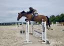 Ruin Belgisch sportpaard Te koop 2016 Donker bruin / bai