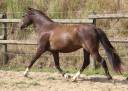 Ruin Welsh Pony (Section B) Te koop 2022 Zwart ,  HILIN PRINCE RONDO