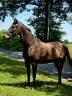 Ruin Franse draver  Te koop 2020 Bruin / Bai