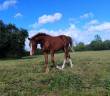 Veulen (ml) Franse rijpony PFS Te koop 2025 Koffie vos ,  LINARO SL